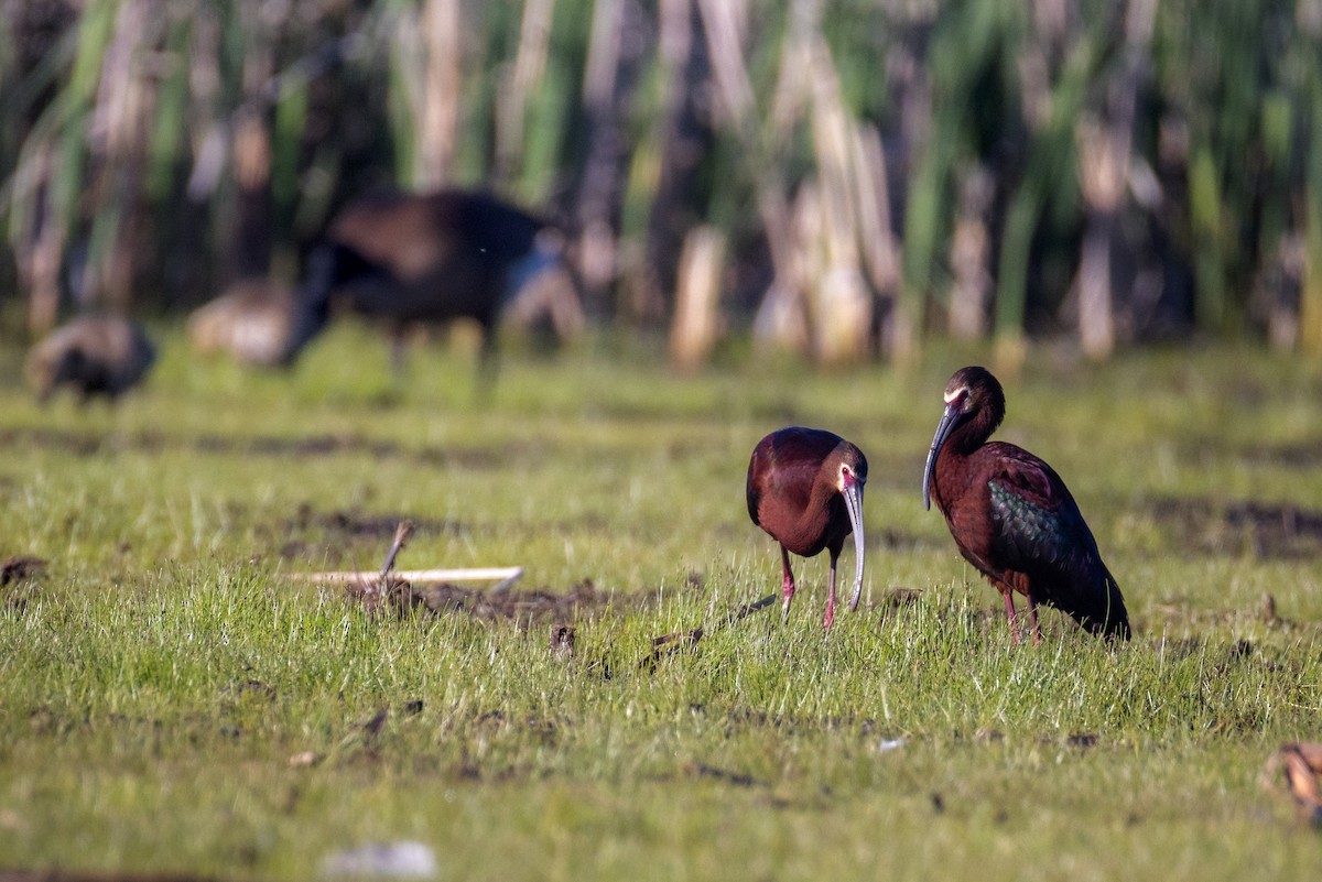 ibis americký - ML636684481