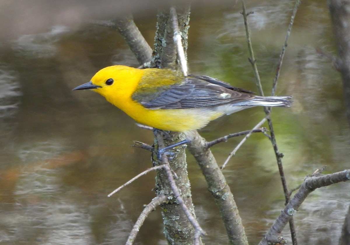 Prothonotary Warbler - Steven C