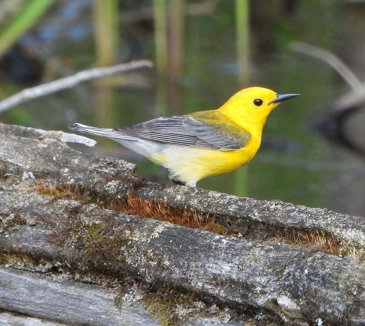 Prothonotary Warbler - Steven C