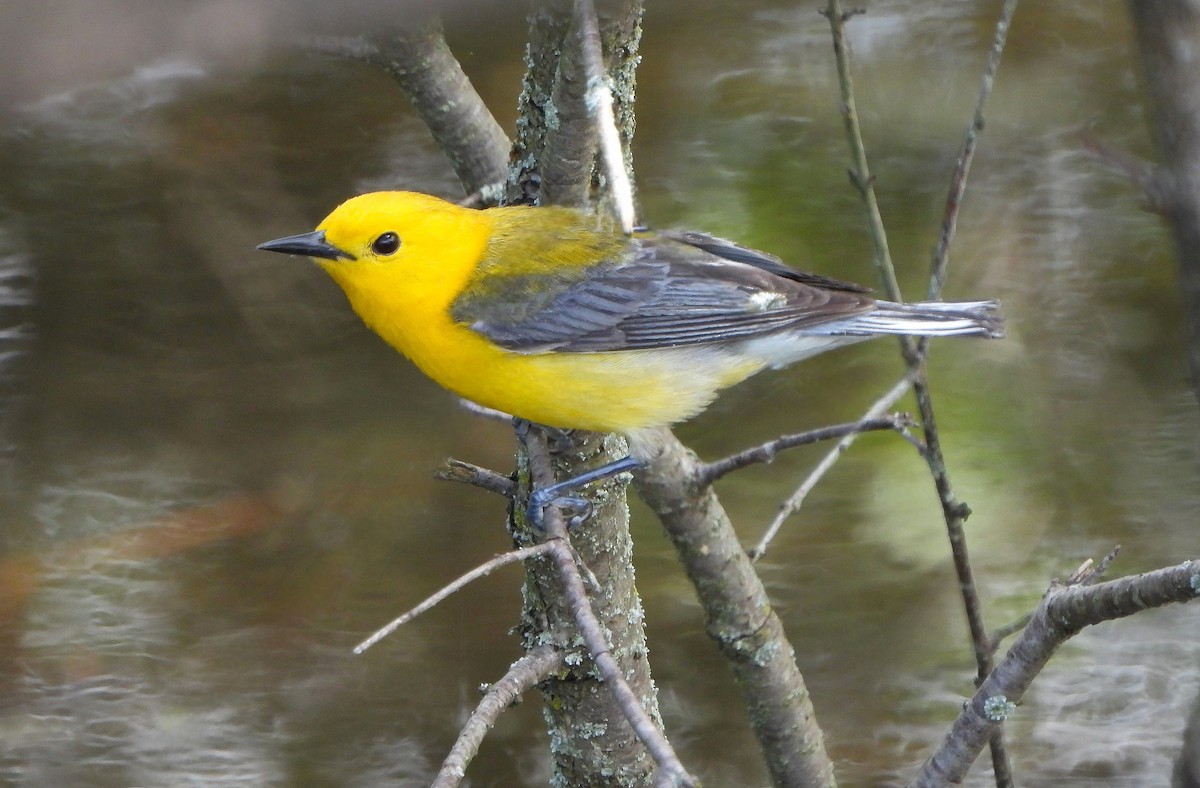Prothonotary Warbler - Steven C