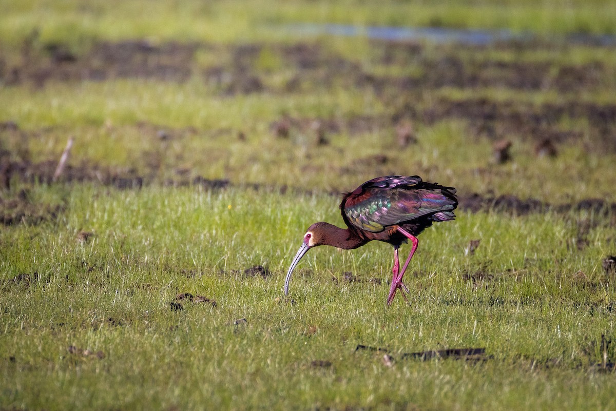 ibis americký - ML636684503