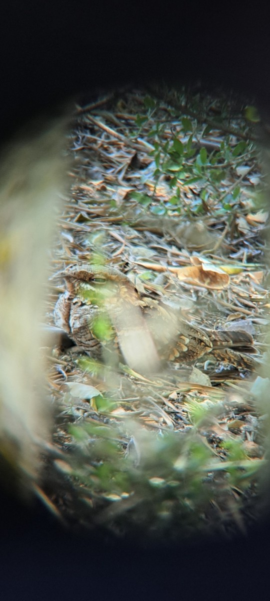 Red-necked Nightjar - ML636684505