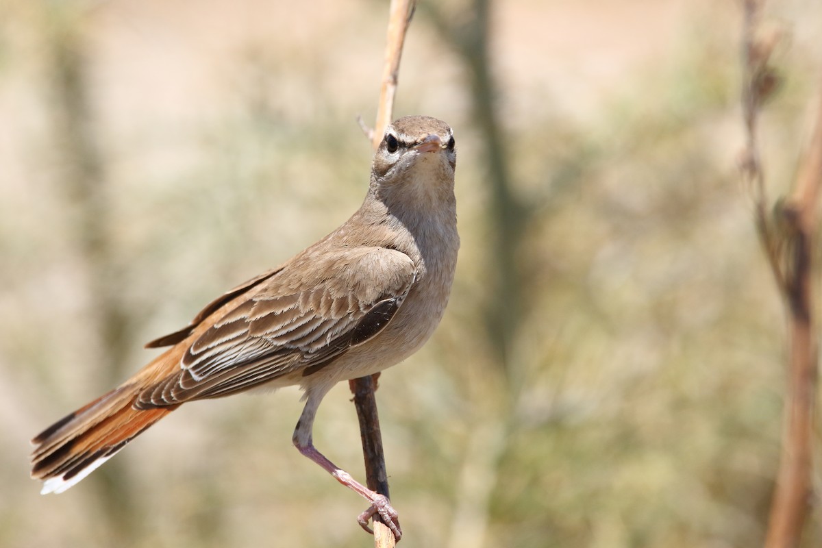 Rufous-tailed Scrub-Robin - ML636684514