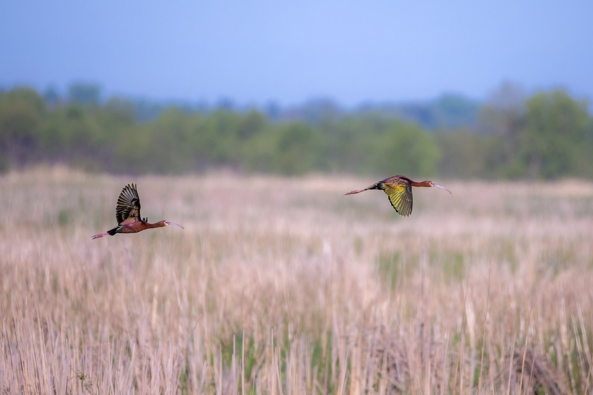 ibis americký - ML636684542