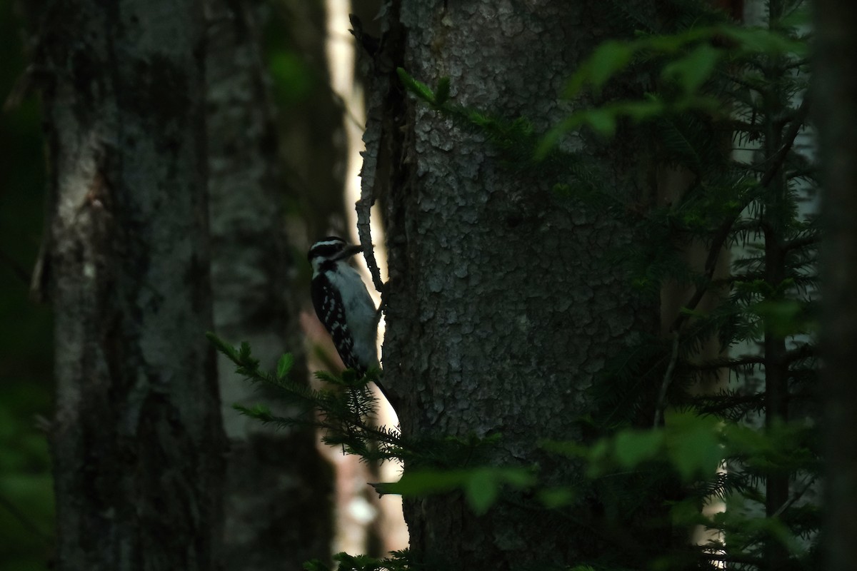 Hairy Woodpecker - ML636684582