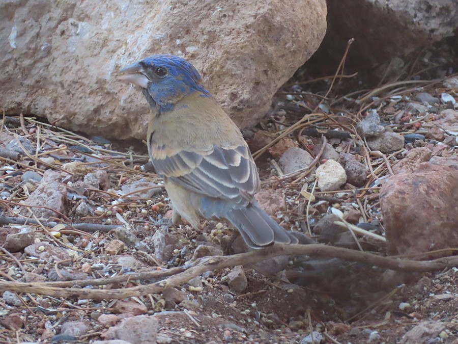 Blue Grosbeak - ML636684610