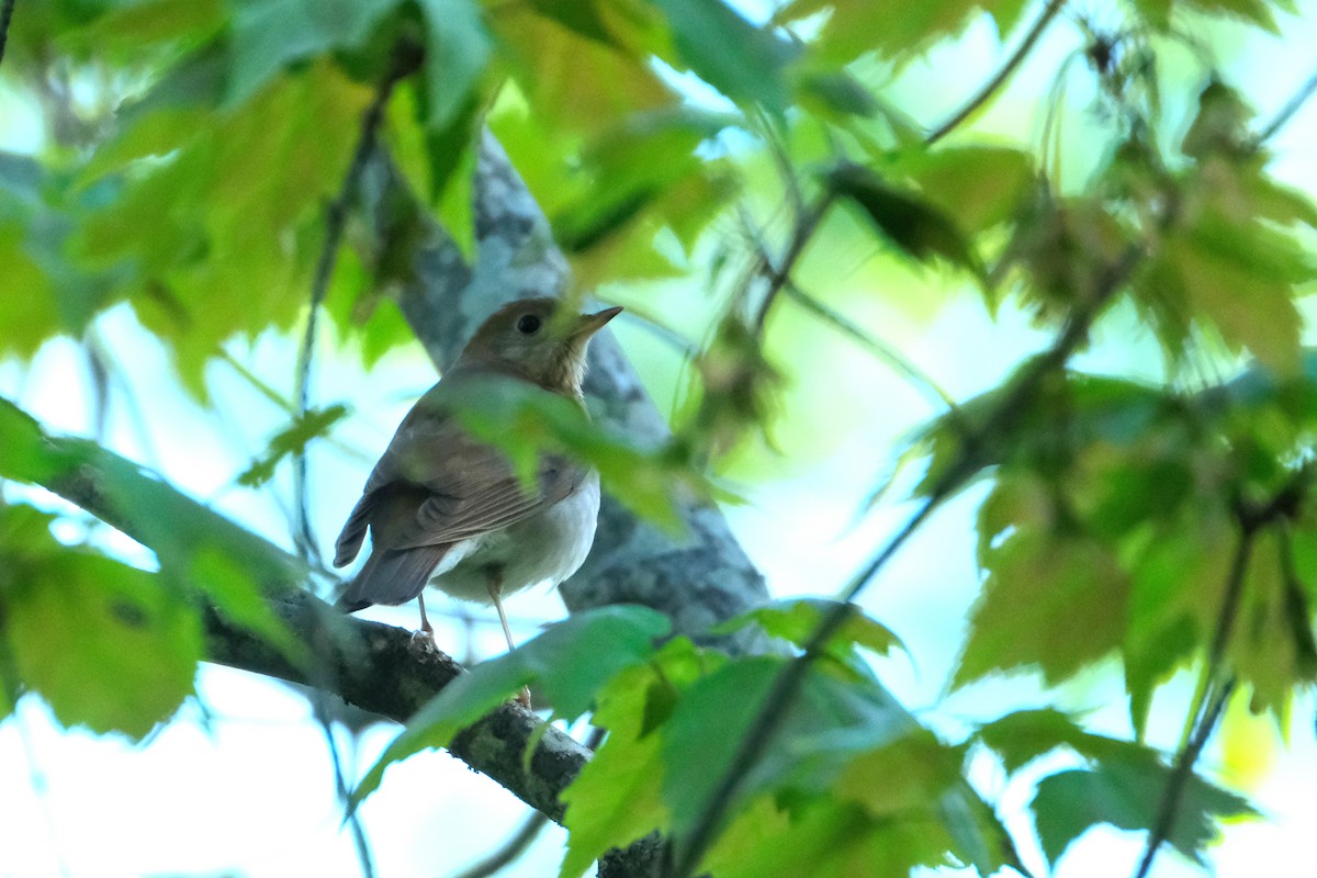 Veery - ML636684652