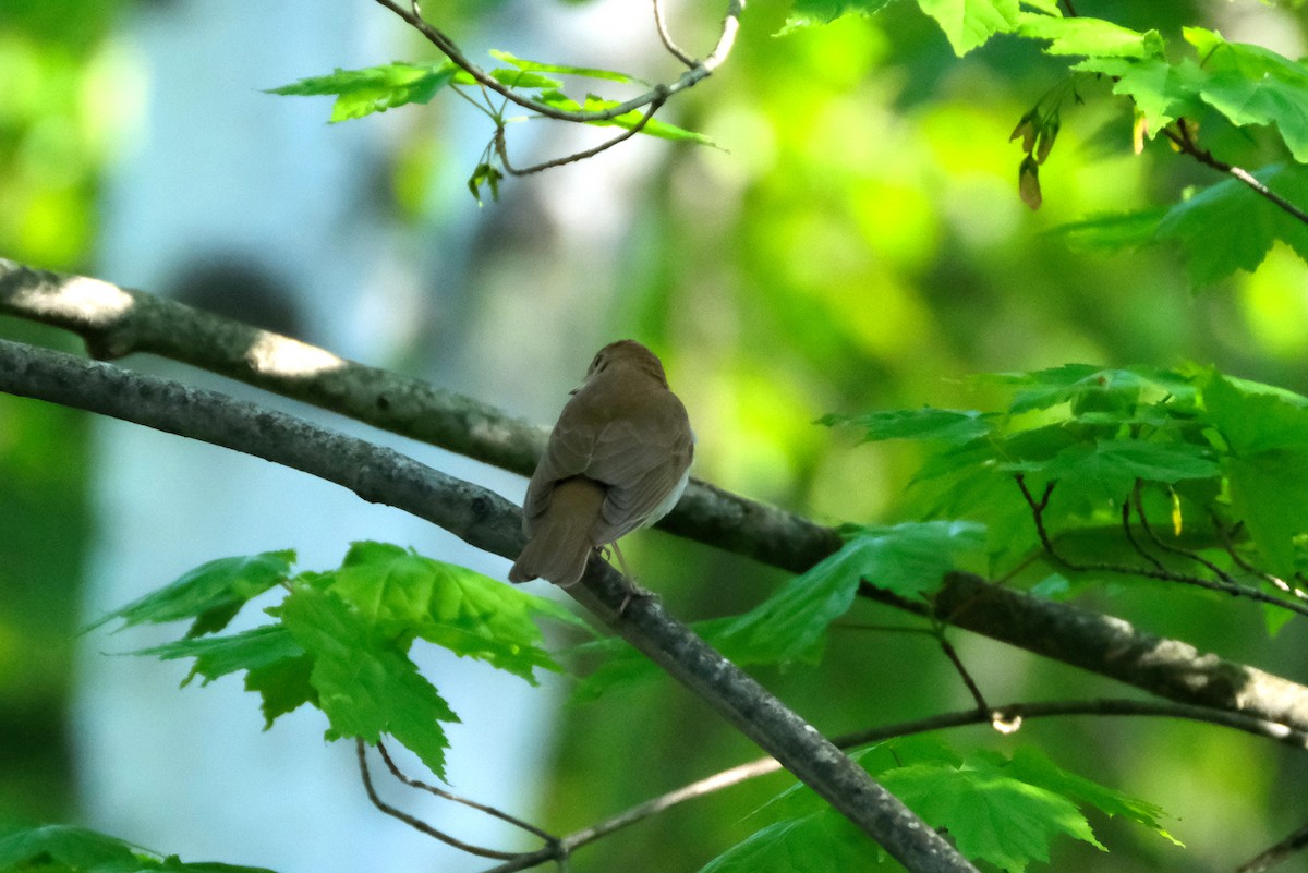 Veery - ML636684654