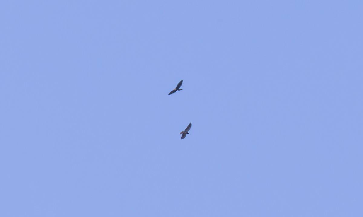 Swainson's Hawk - ML636684681