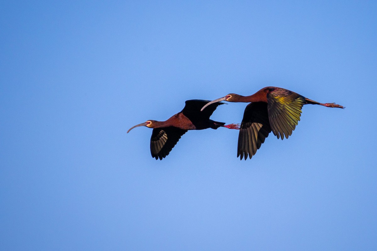 ibis americký - ML636684694