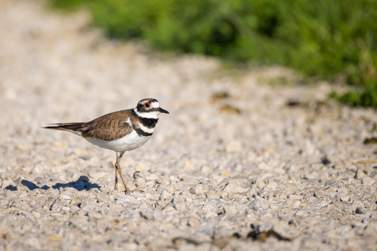 kulík rezavoocasý - ML636684760