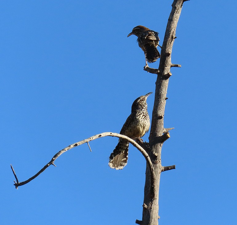 Cactus Wren - ML636684772
