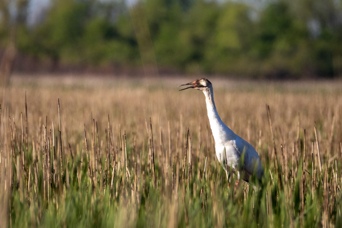 jeřáb americký - ML636684812
