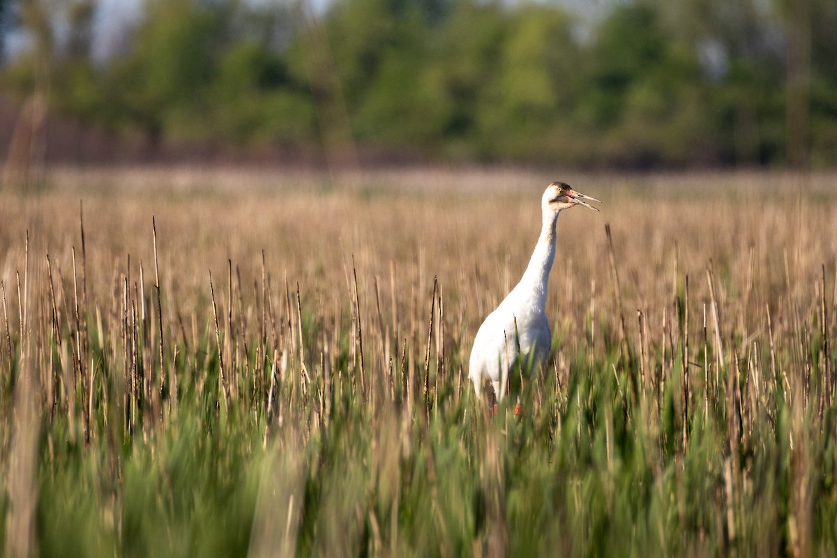 jeřáb americký - ML636684814