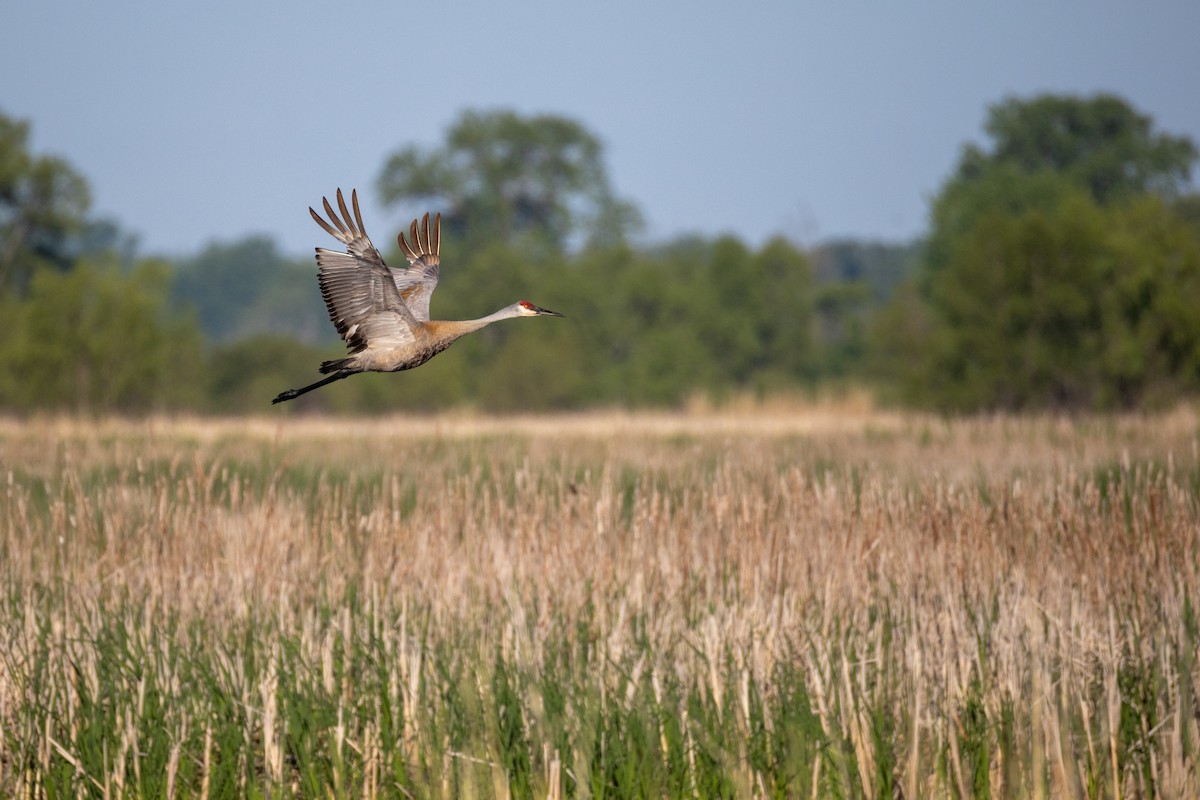 jeřáb kanadský - ML636684822