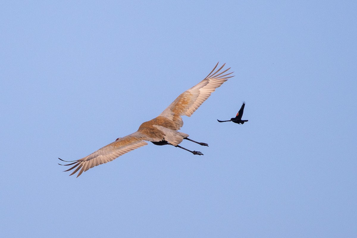 jeřáb kanadský - ML636684832