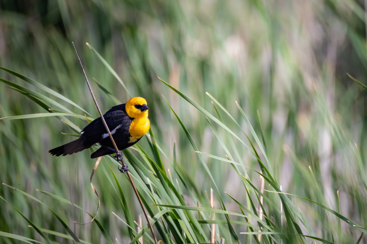 vlhovec žlutohlavý - ML636684861