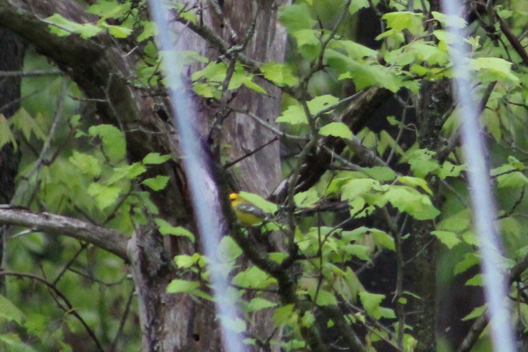 Blue-winged Warbler - ML636684881