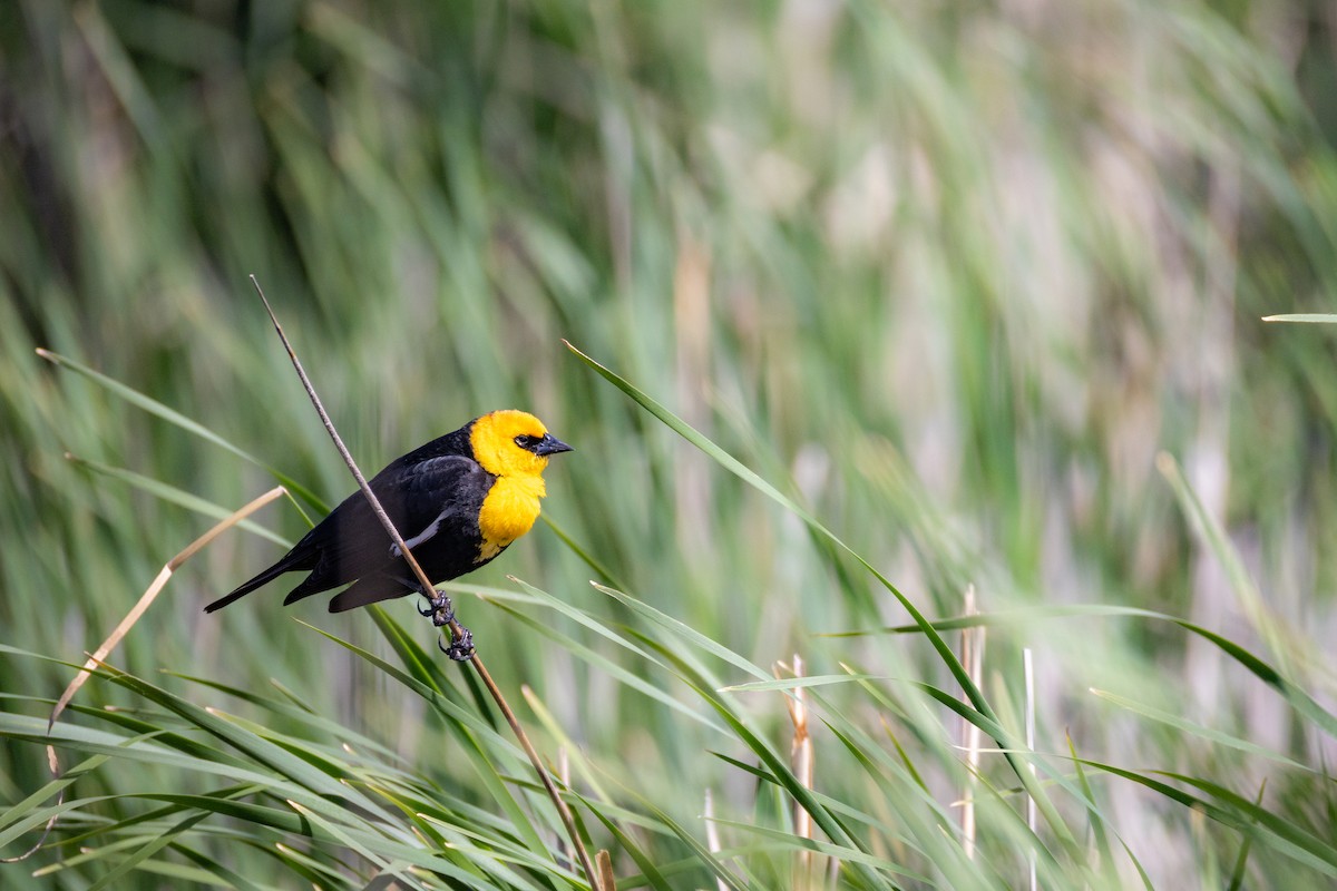 vlhovec žlutohlavý - ML636684885