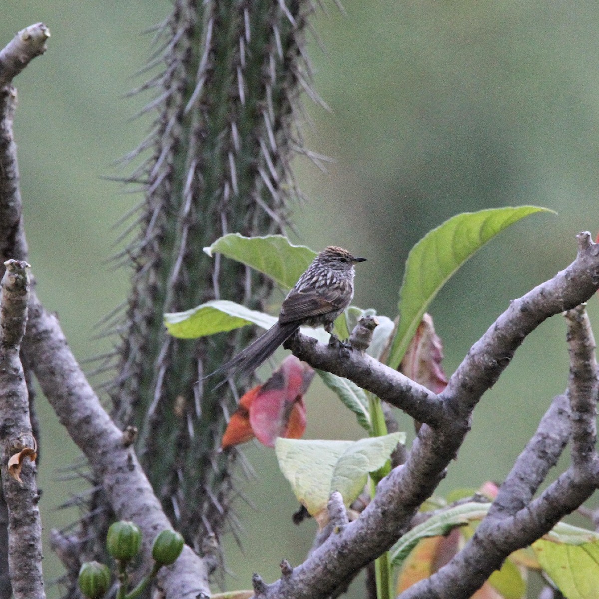 Streaked Tit-Spinetail - ML636684904