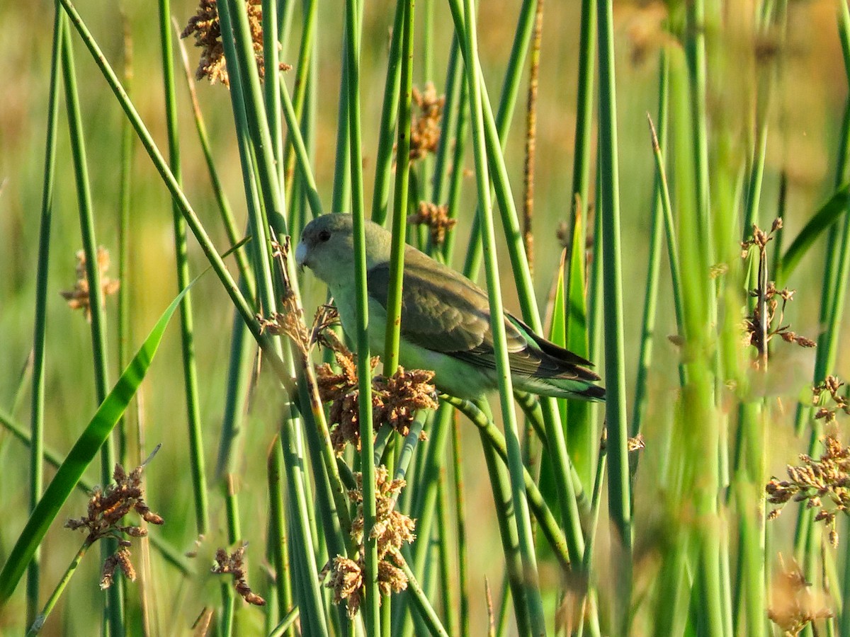 Gray-headed Lovebird - ML636684907