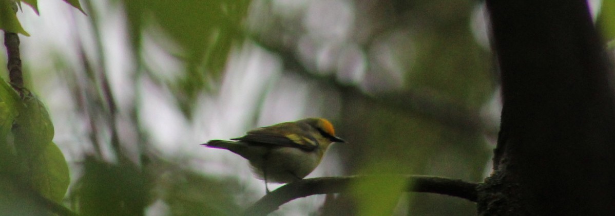 Brewster's Warbler (hybrid) - ML636684910