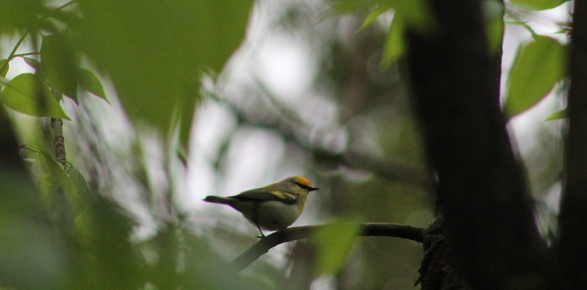 Brewster's Warbler (hybrid) - ML636684912