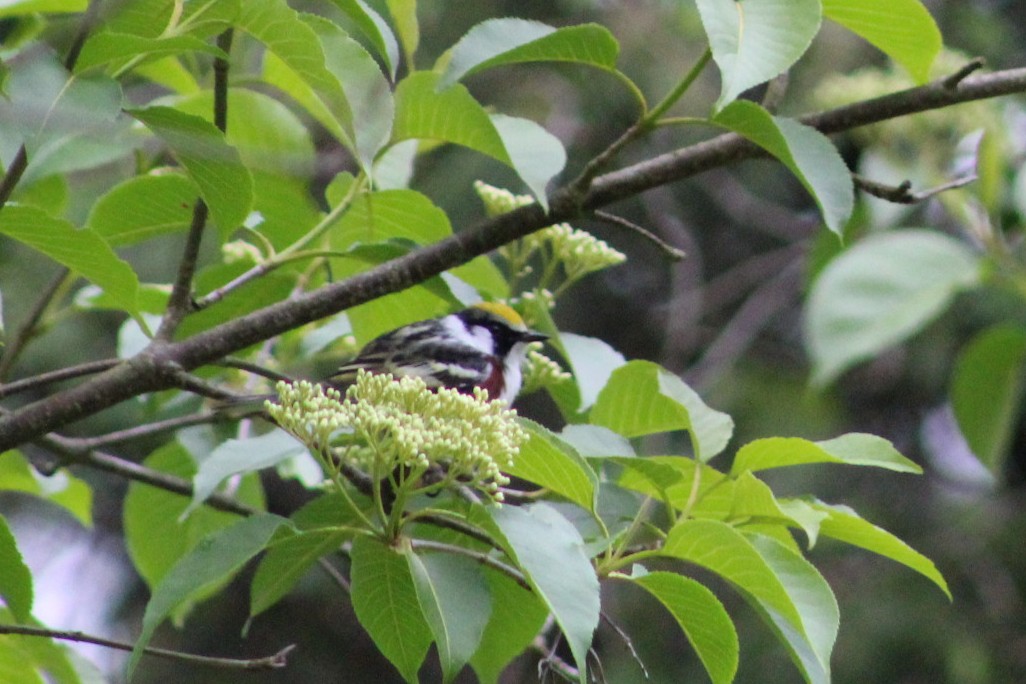 Chestnut-sided Warbler - ML636684946