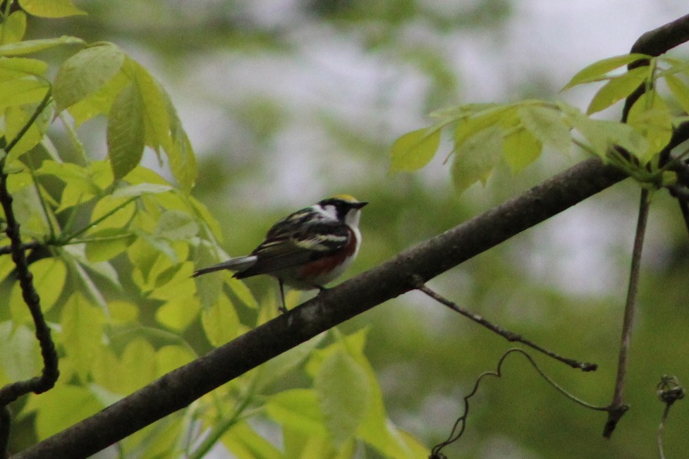 Chestnut-sided Warbler - ML636684947