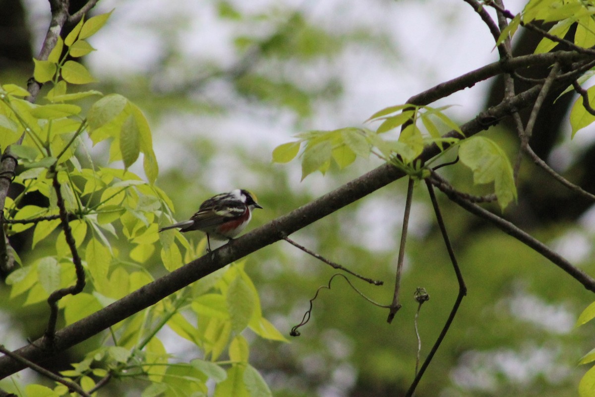 Chestnut-sided Warbler - ML636684948