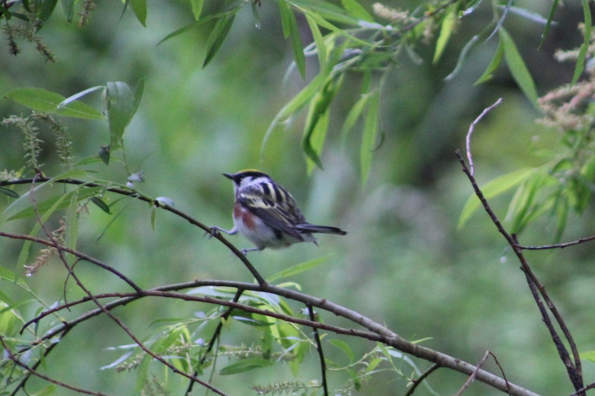 Chestnut-sided Warbler - ML636684949