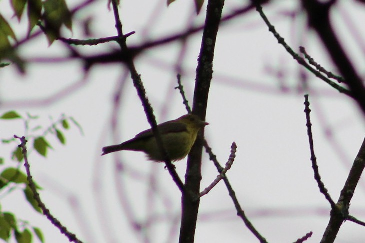 Scarlet Tanager - ML636684971