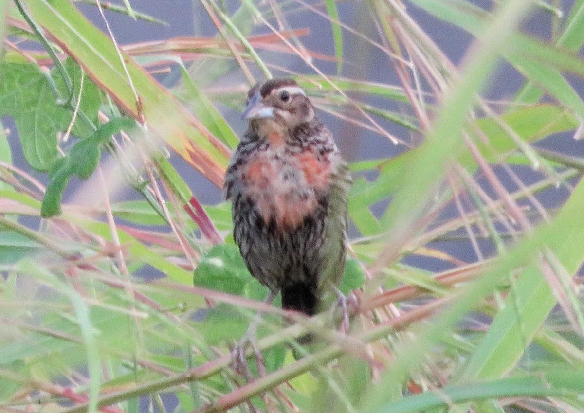 ペルームネアカマキバドリ - ML636685101