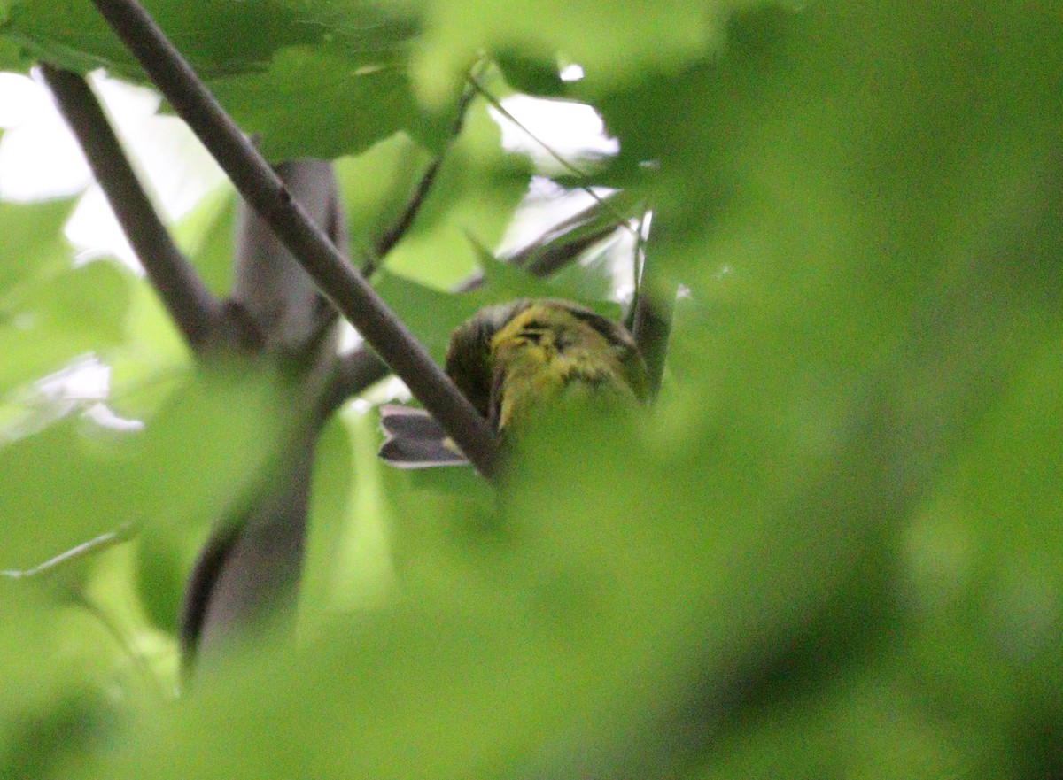 Magnolia Warbler - ML636685110