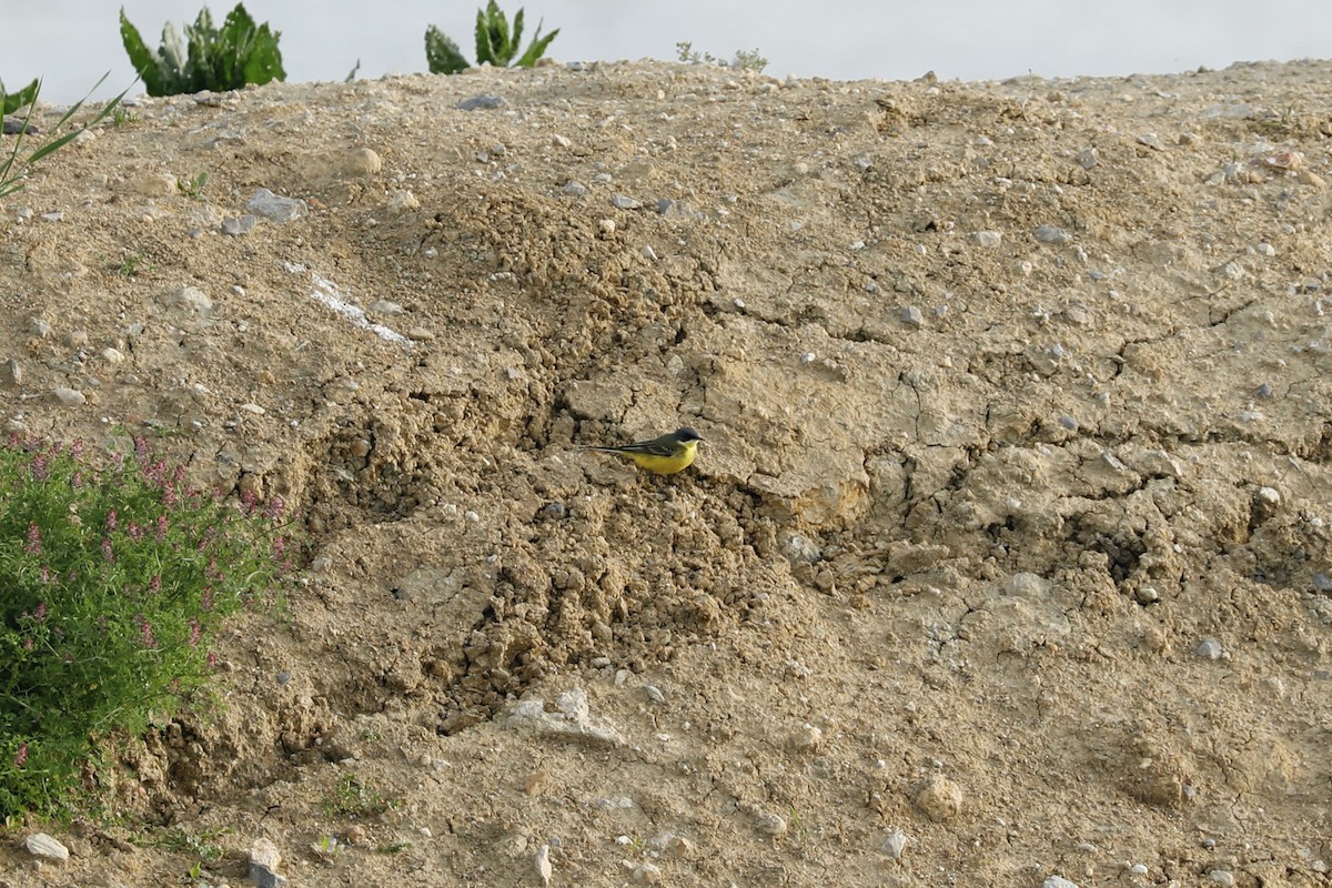 Western Yellow Wagtail (thunbergi) - ML636685115