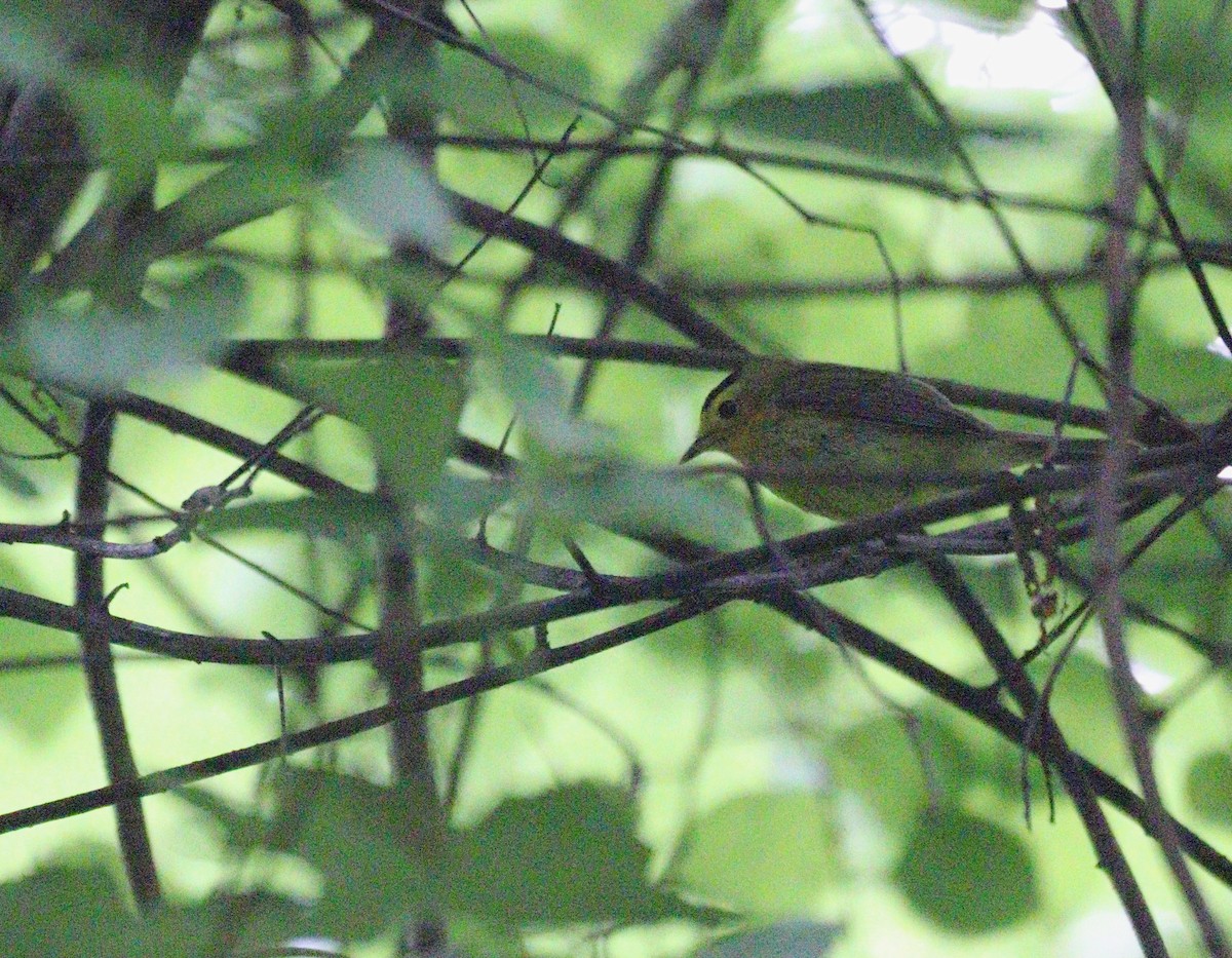 Wilson's Warbler - ML636685123