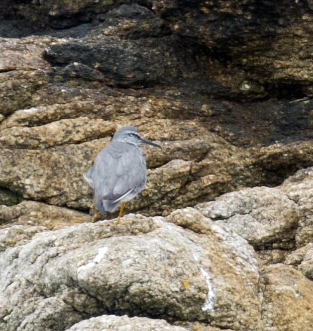 Wandering Tattler - ML636685163