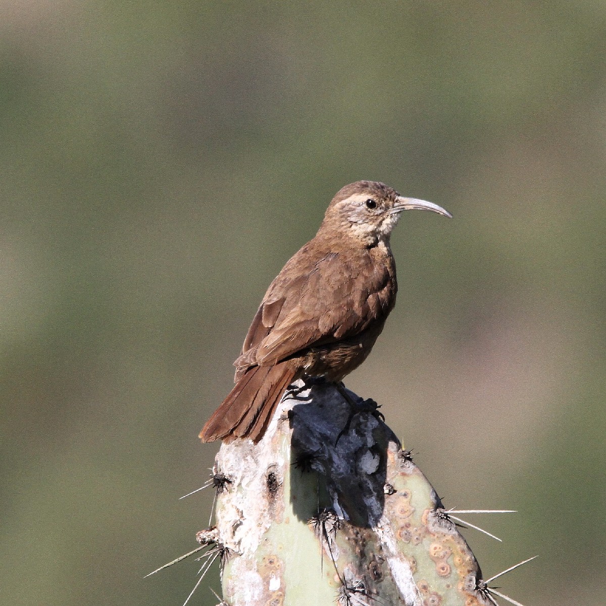 White-throated Earthcreeper - ML636685241