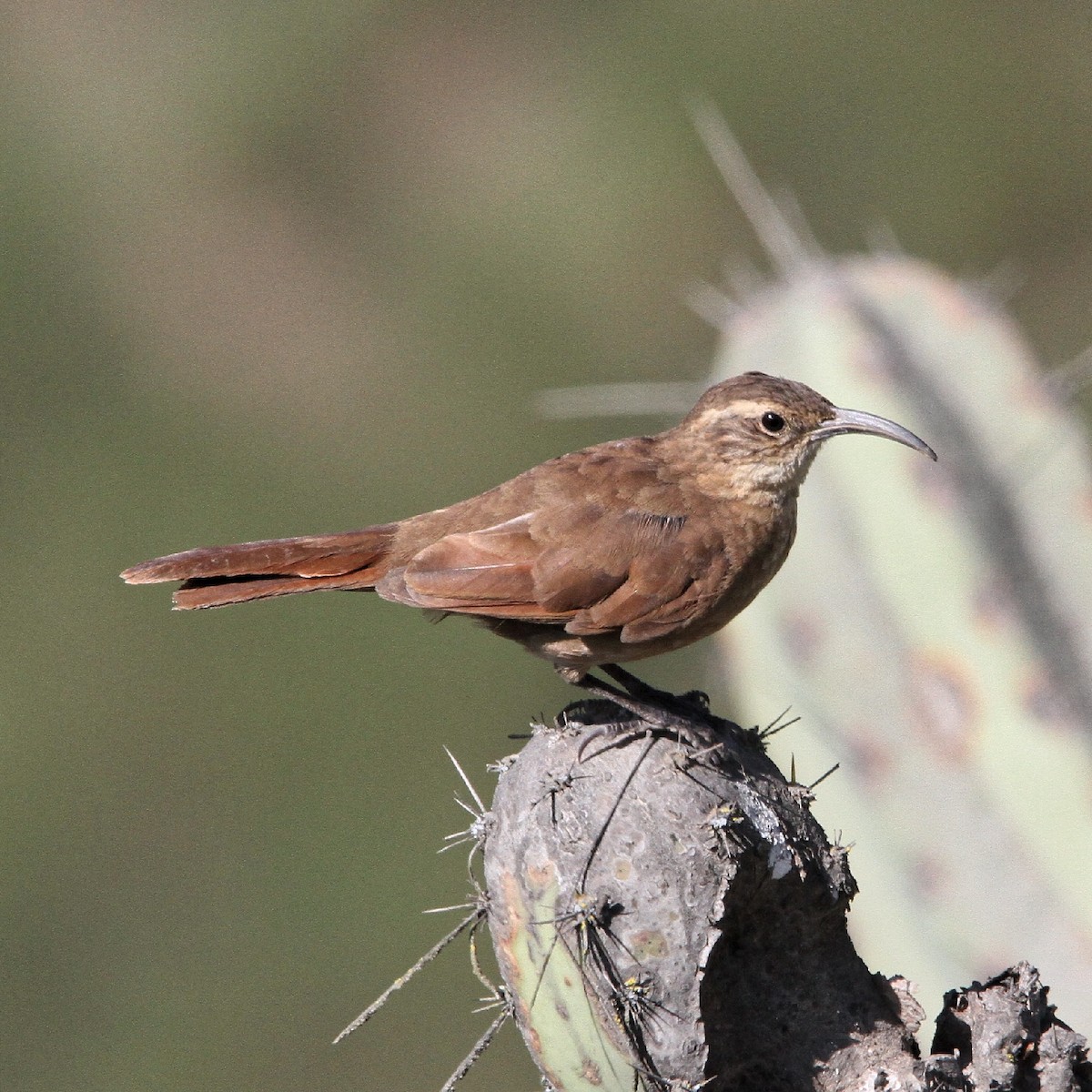 White-throated Earthcreeper - ML636685242