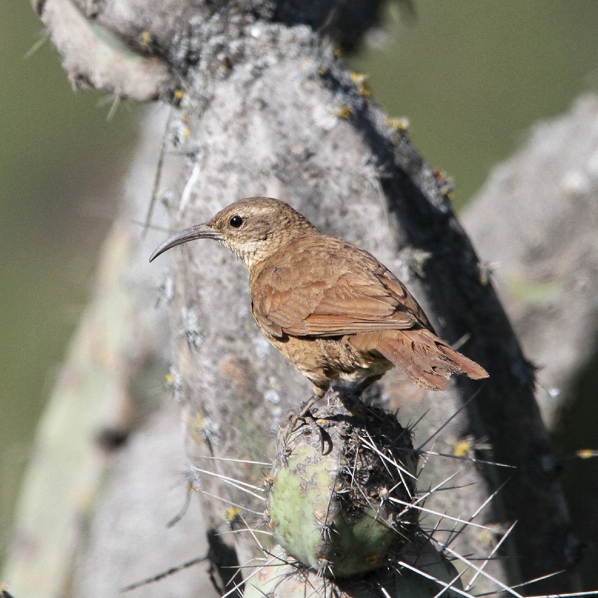 White-throated Earthcreeper - ML636685244