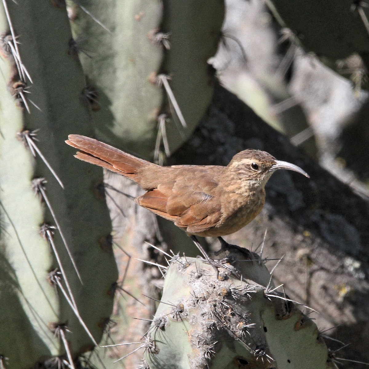 White-throated Earthcreeper - ML636685245