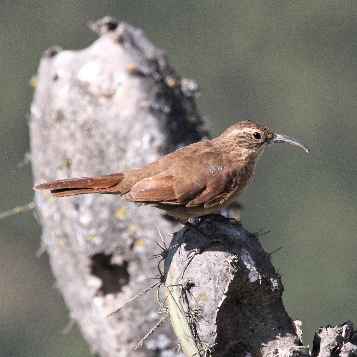 White-throated Earthcreeper - ML636685246