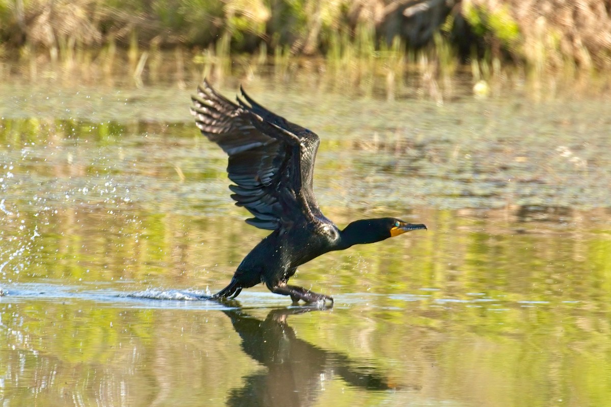 Double-crested Cormorant - ML636685326