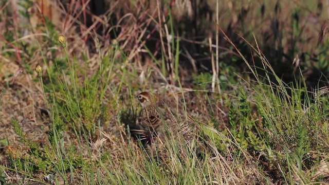 Toygar Serçesi - ML636685341