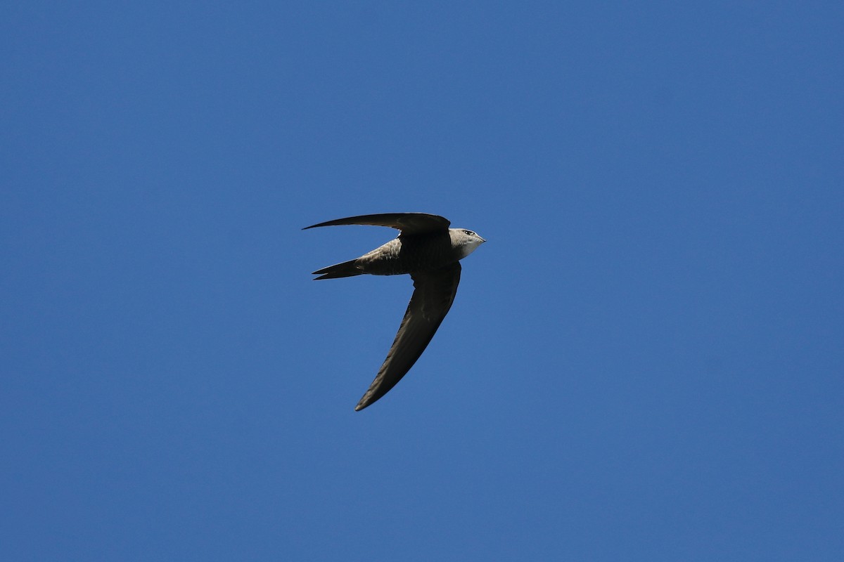 Pallid Swift - ML636685346