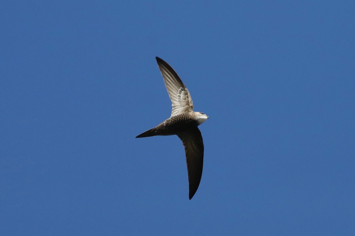 Pallid Swift - ML636685347