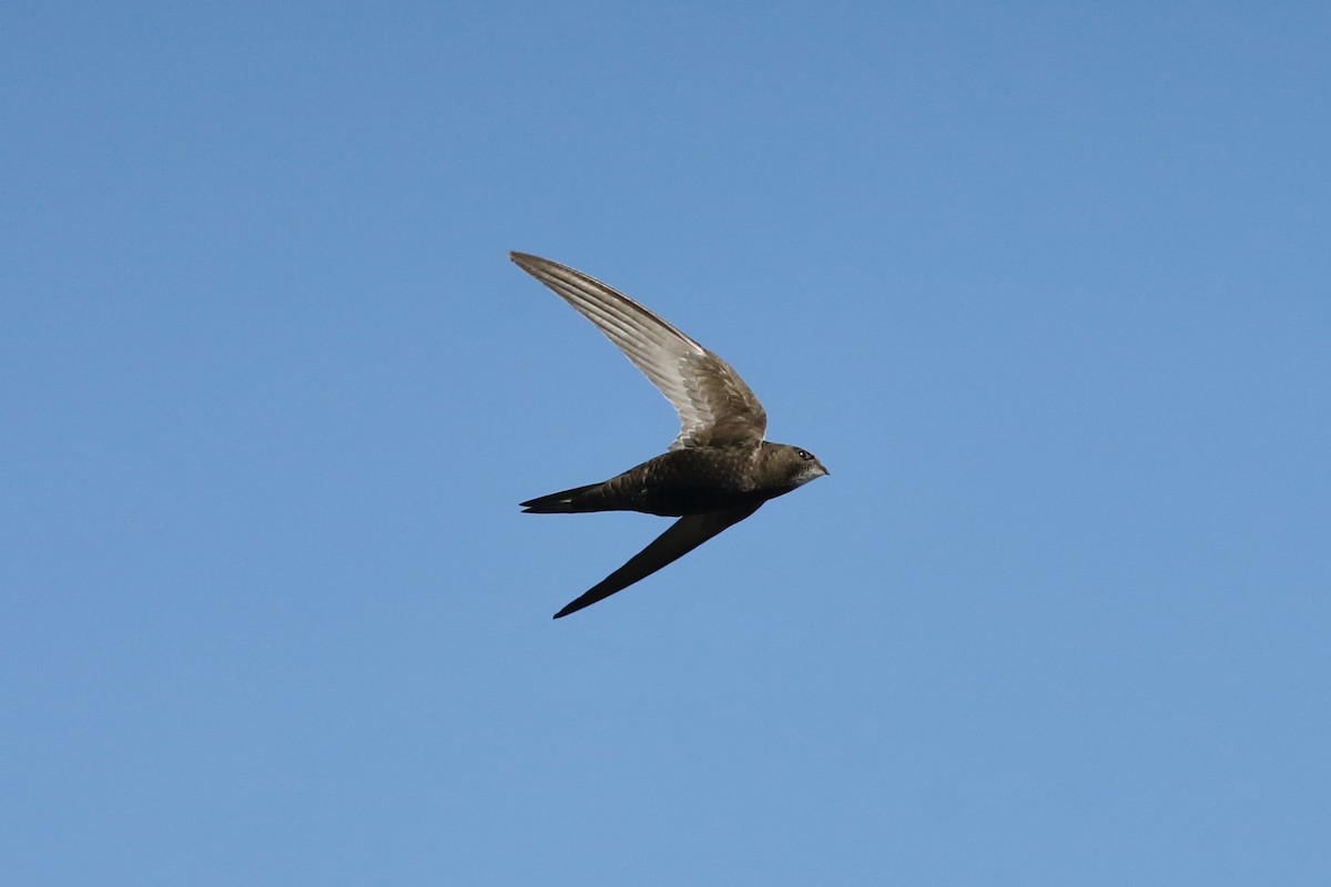Common Swift - ML636685348