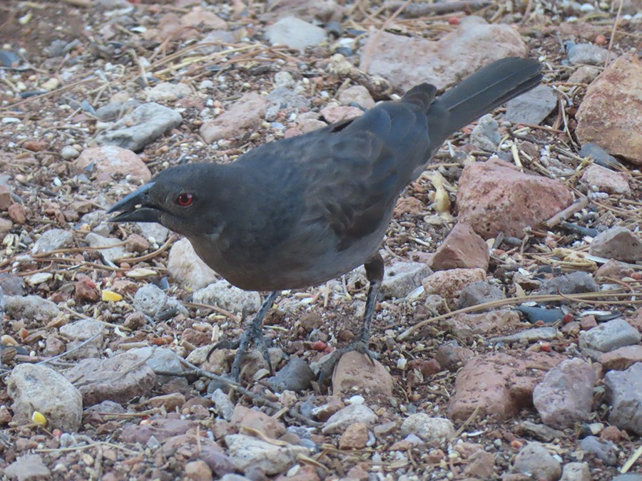 Bronzed Cowbird - ML636685376