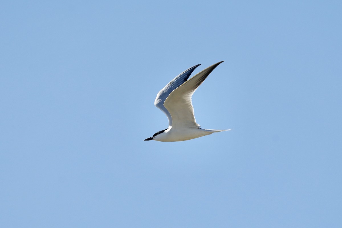 Gull-billed Tern - ML636685395
