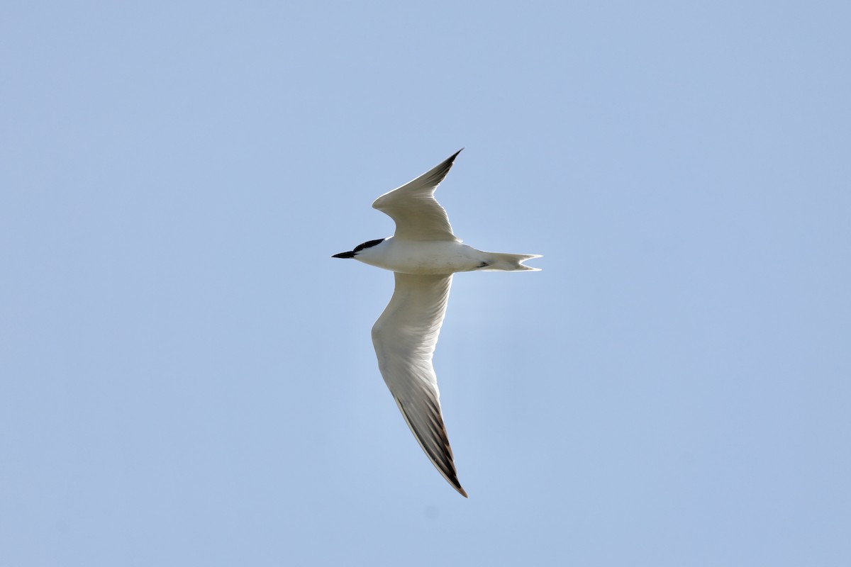 Gull-billed Tern - ML636685396